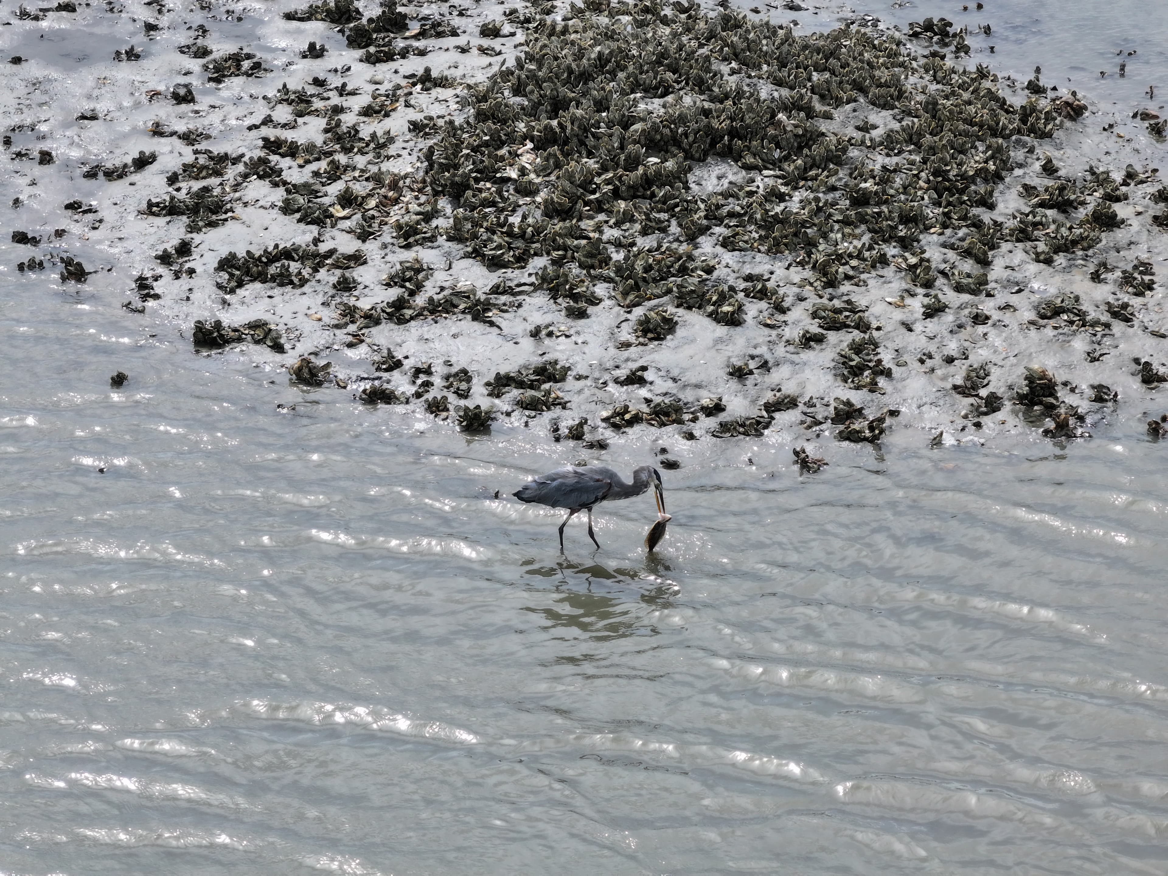 Fish with flounder aerial view